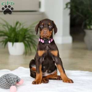Jewel, Doberman Pinscher Puppy